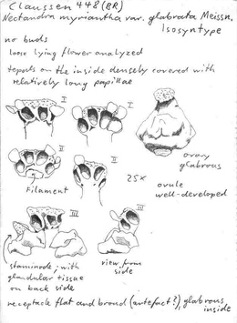 Vorschaubild Nectandra myriantha var. glabrata Meisn.